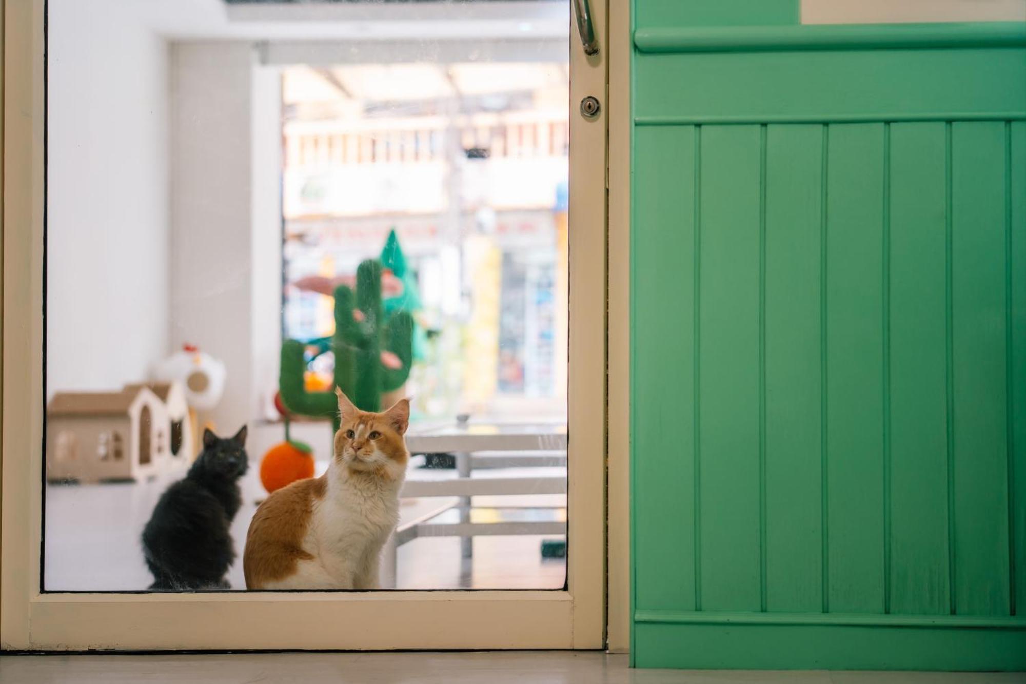 Catnip Seaside Hotel&Cafe Kathu Extérieur photo