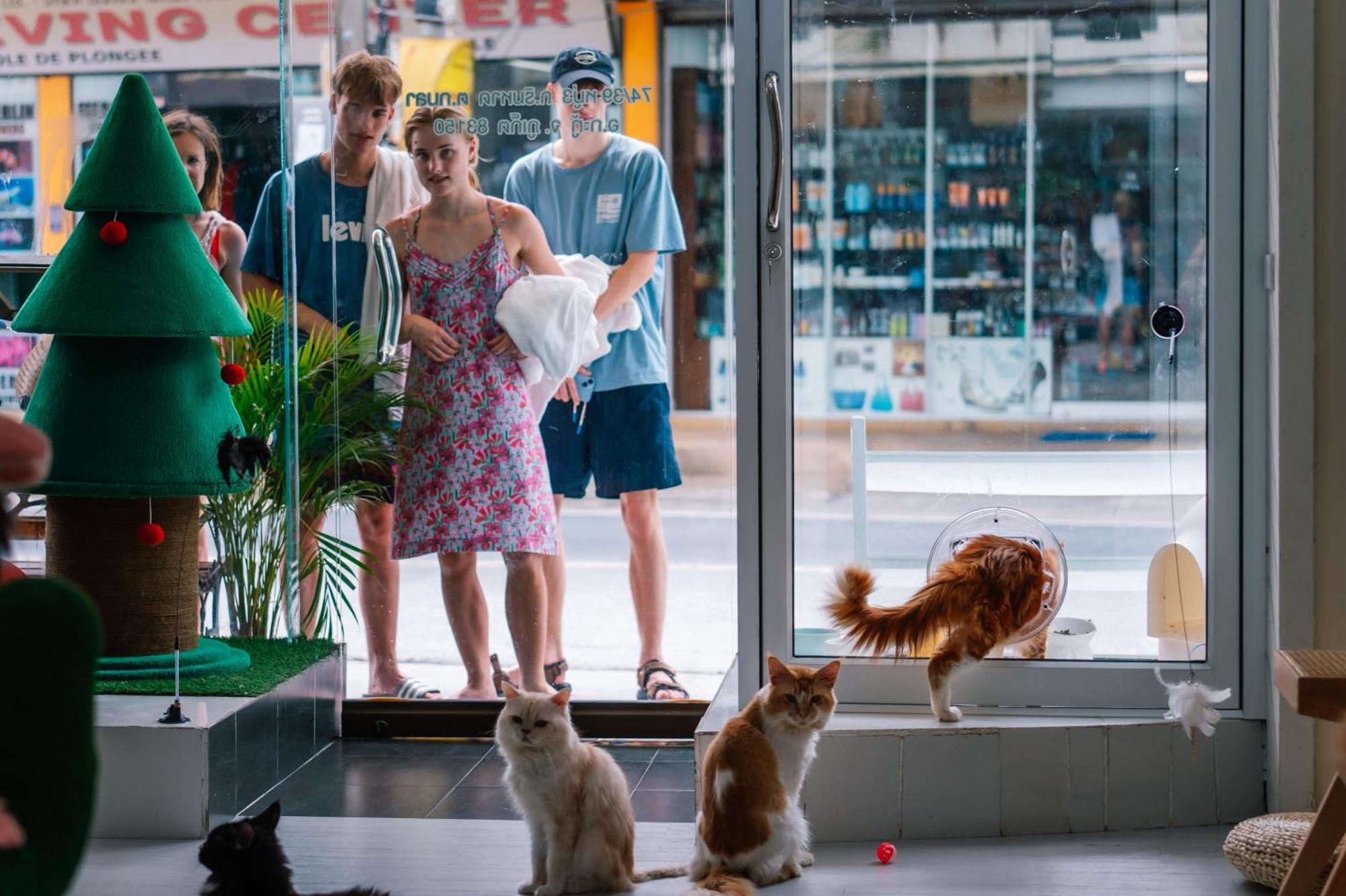 Catnip Seaside Hotel&Cafe Kathu Extérieur photo